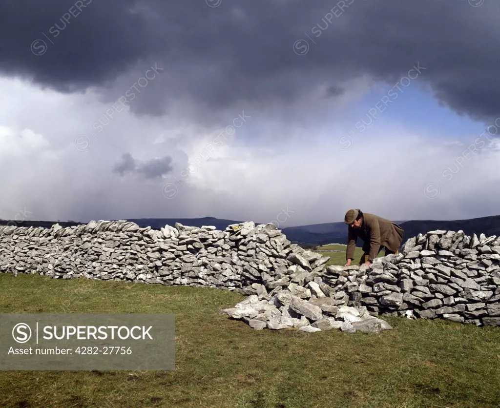 England, Derbyshire, Derbyshire. Dry stone waller fixing wall. Dry stone is a method to construct structures without mortar using the outer weight that pushes inward toward the wall core.