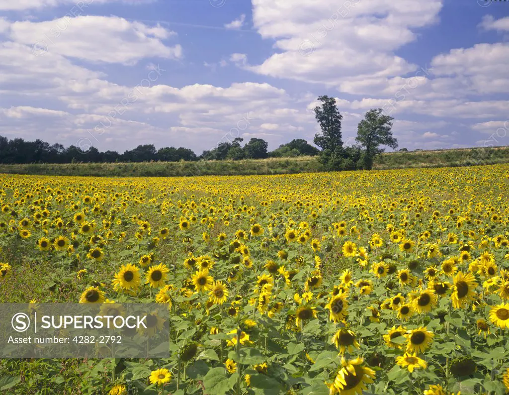 England, Oxfordshire, Long Wittenham. Sunflower field at Long Wittenham.