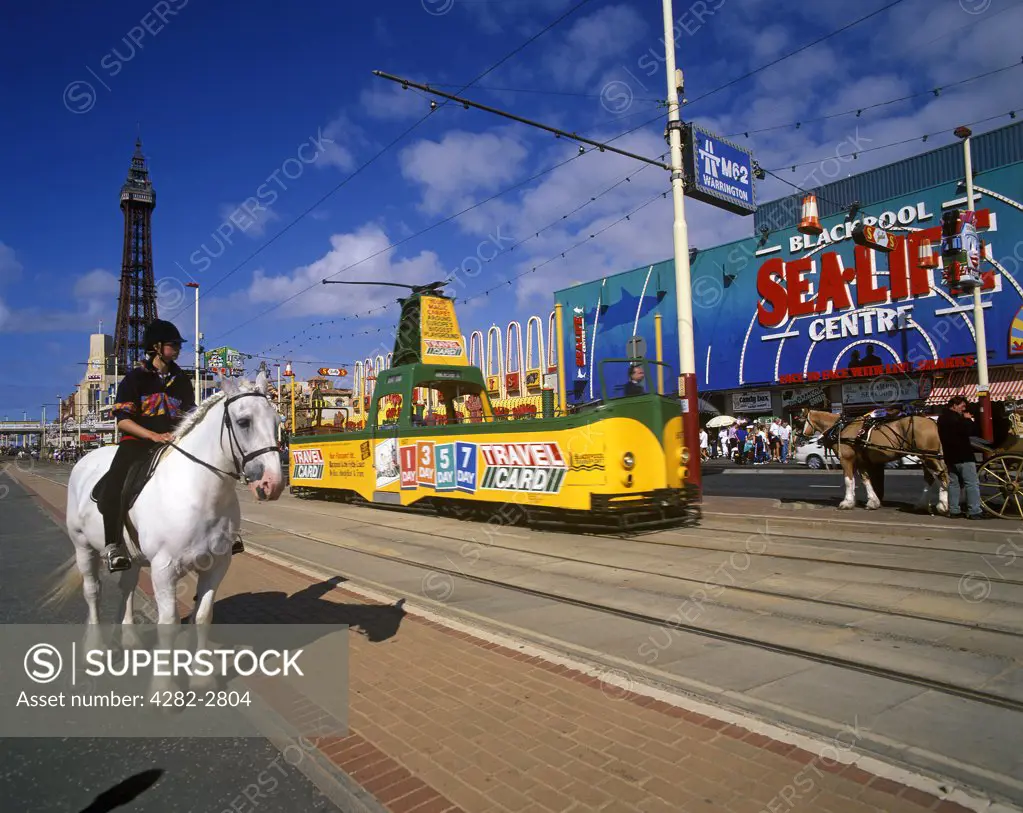 England, Lancashire, Blackpool. Person rides a white horse along the promenade with the Blackpool Tower in the background.