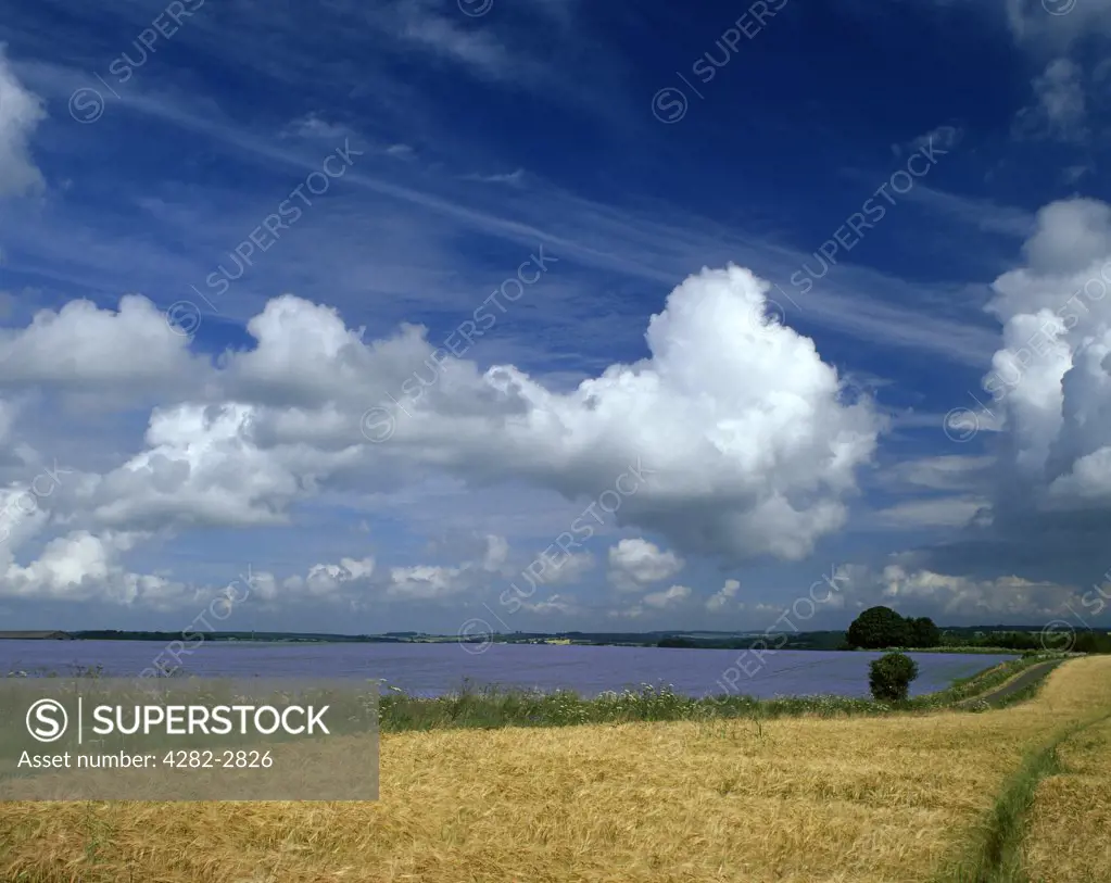England, Gloucestershire, Cirencester. A rural scene near Cirencester with a view toward a linseed field.