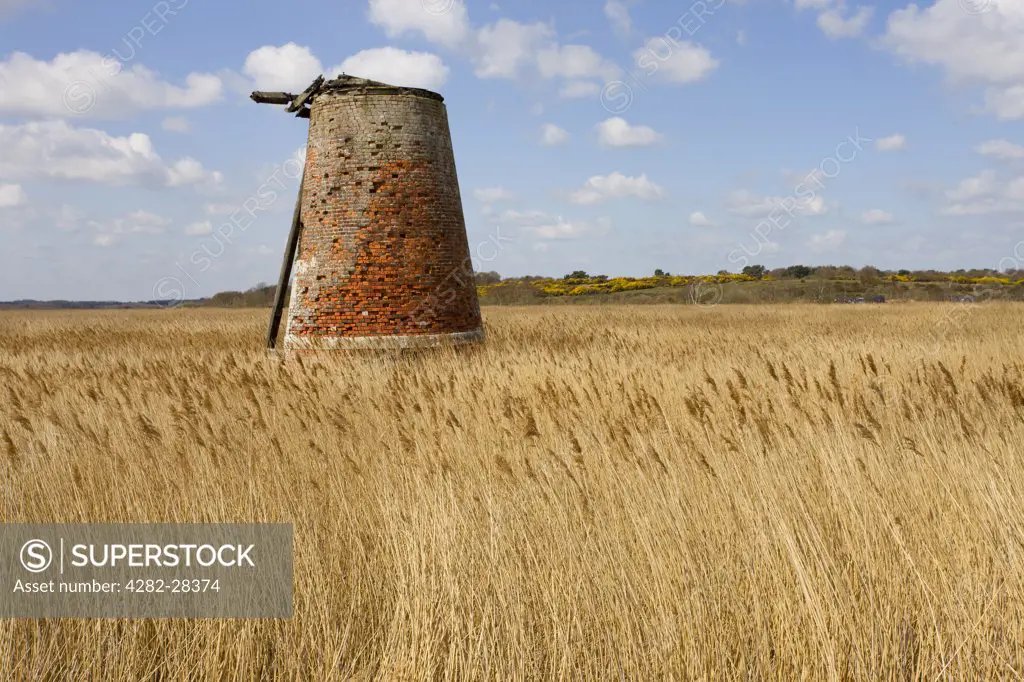England, Suffolk, Walberswick. The remains of Westwood Marshes Mill in the reedbeds near Walberswick.