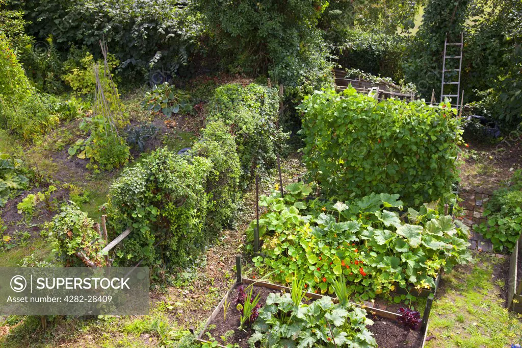 England, Shropshire, Shrewsbury. Vegetables growing in a thriving allotment in the historic market town of Shrewsbury.