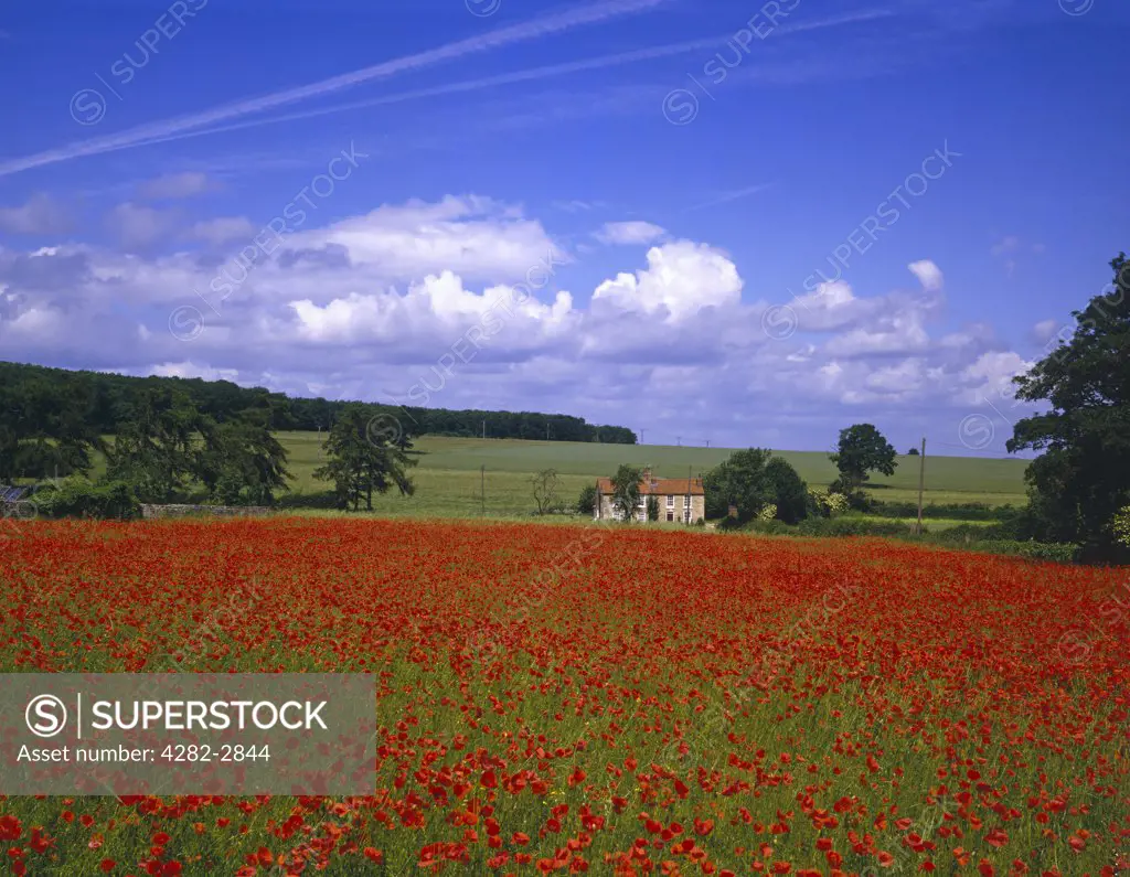 England, North Yorkshire, Masham. Blue skies over a poppy field in Masham.
