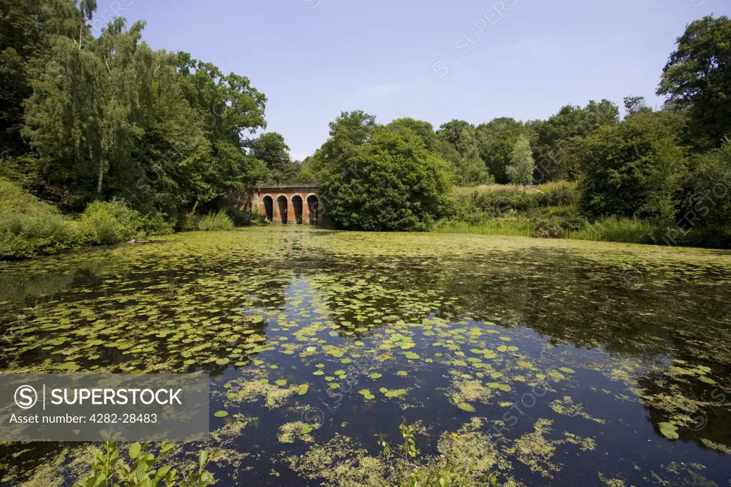 England, London, Hampstead Heath. Lily pads floating on a pond by the bridge known locally as 'The Red Arches' or 'The Viaduct' on Hampstead Heath.