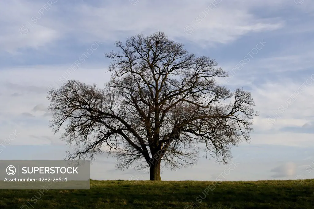 England, Hertfordshire, St Albans. An oak tree in winter.