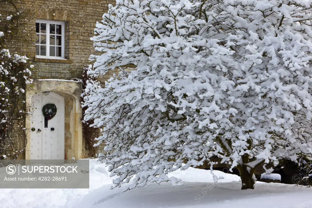 England, Gloucestershire, South Cerney. Snow covered tree in front of traditional Cotswold house, formerly a mill.