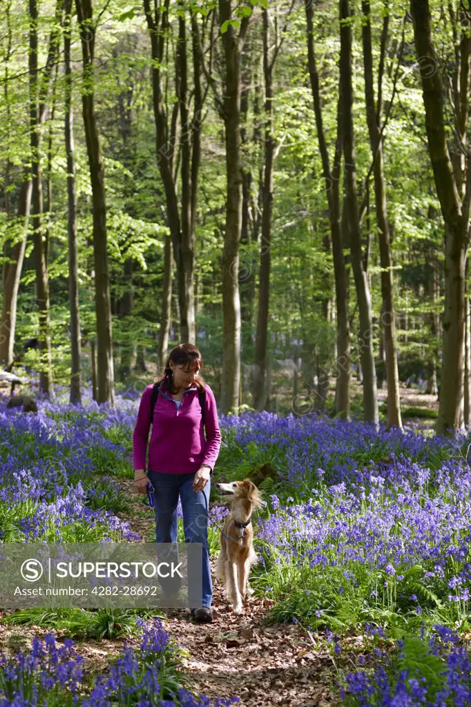 England, Wiltshire, near Marlborough. Woman walking along a woodland path through Bluebells with a Saluki Lurcher at West Woods.