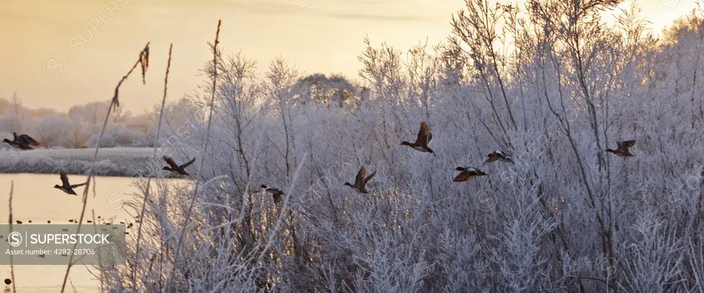 England, Gloucestershire, South Cerney. A line of ducks in flight with frost covered trees and a frozen lake in the background at the Cotswold Water Park.
