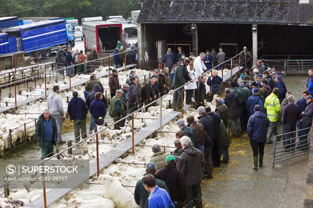 Wales, Gwynedd, Dolgellau. Sheep in pens at Dolgellau Livestock Auction.