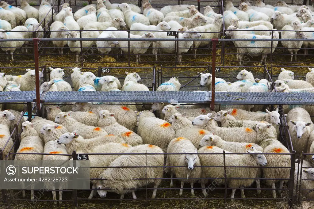 Wales, Gwynedd, Dolgellau. Sheep in pens at Dolgellau Livestock Auction.