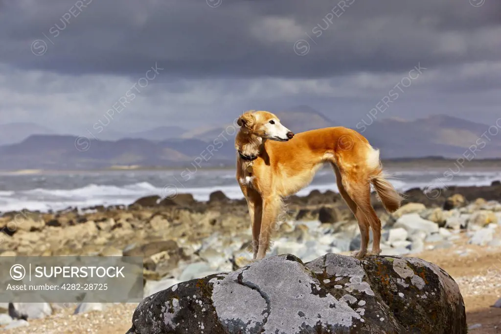 Wales, Gwynedd, near Harlech. A Saluki cross Lurcher standing on a large rock on the beach at Llanfair.