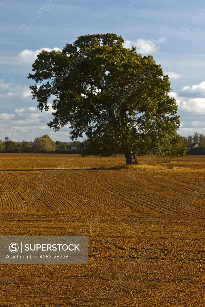 England, Gloucestershire, near Down Ampney. Single tree in a recently ploughed field.