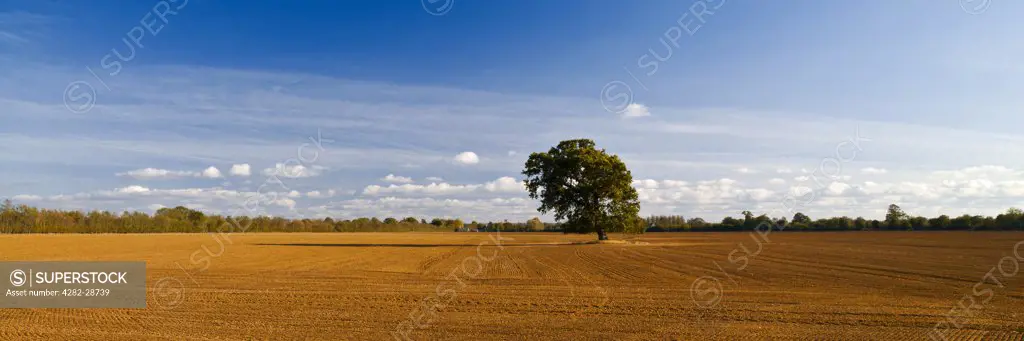 England, Gloucestershire, near Down Ampney. Panoramic of a single tree in a recently ploughed field.