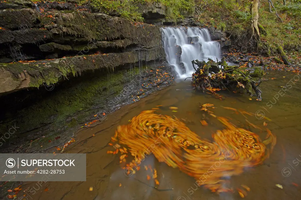 England, North Yorkshire, Scaleber Force, near Settle. Leaves swirling around a pool at the bottom of Lower Falls at Scaleber Force.