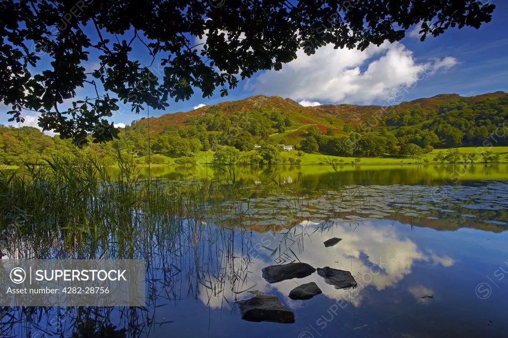 England, Cumbria, Loughrigg Tarn. Sky and surrounding hills reflected in the still water of Loughrigg Tarn in the Lake District National Park.