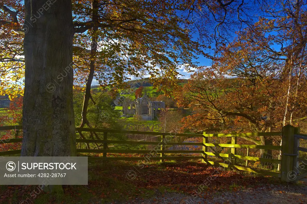 England, North Yorkshire, Bolton Abbey. Autumnal view of the ruins of Bolton Abbey in the Yorkshire Dales.