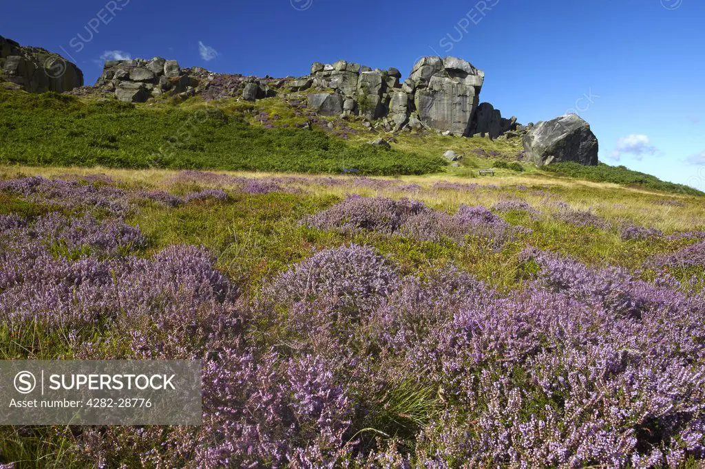 England, West Yorkshire, Ilkley Moor. The Cow and Calf, a large rock formation consisting of an outcrop and boulder, also known as Hangingstone Rocks, at Ilkley Quarry.