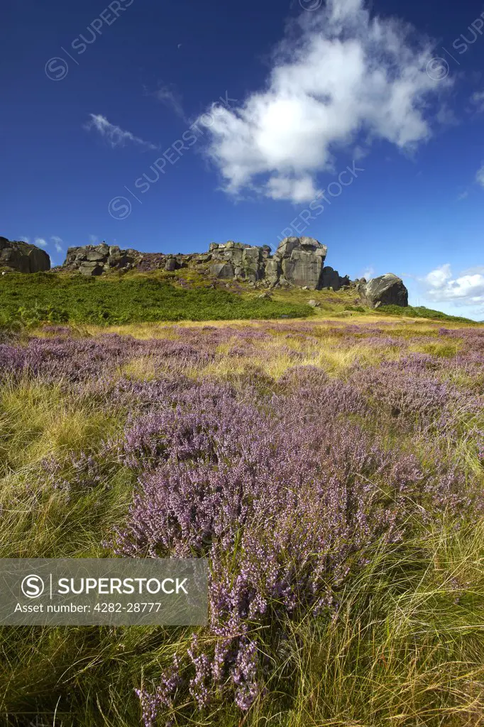 England, West Yorkshire, Ilkley Moor. The Cow and Calf, a large rock formation consisting of an outcrop and boulder, also known as Hangingstone Rocks, at Ilkley Quarry.