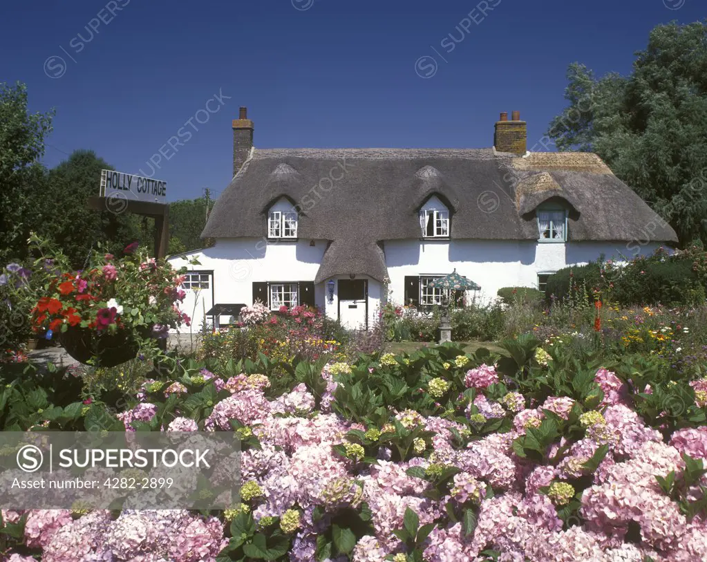 England, Dorset, Melcombe Bingham. A view to a thatched cottage and its colourful garden.