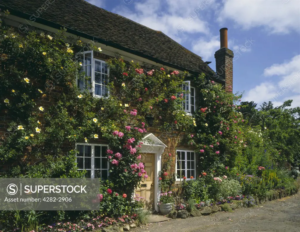 England, Surrey, Shere. A cottage with roses around the door.