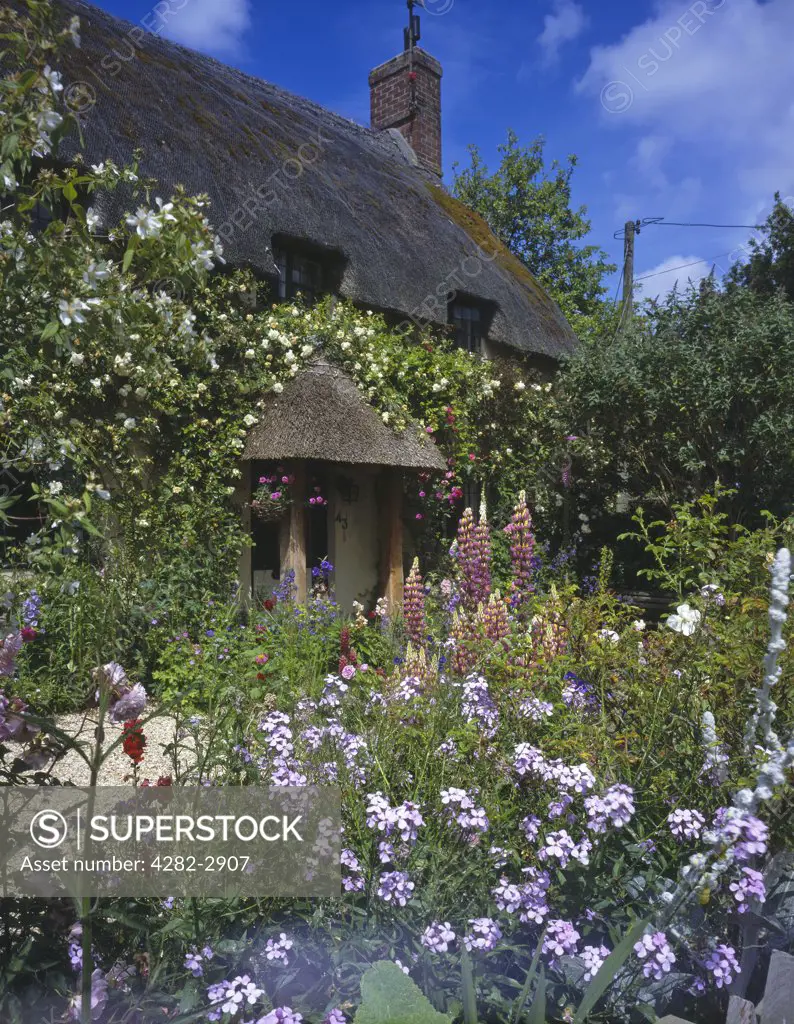England, Dorset, Melcombe Bingham. Thatched cottage and garden.