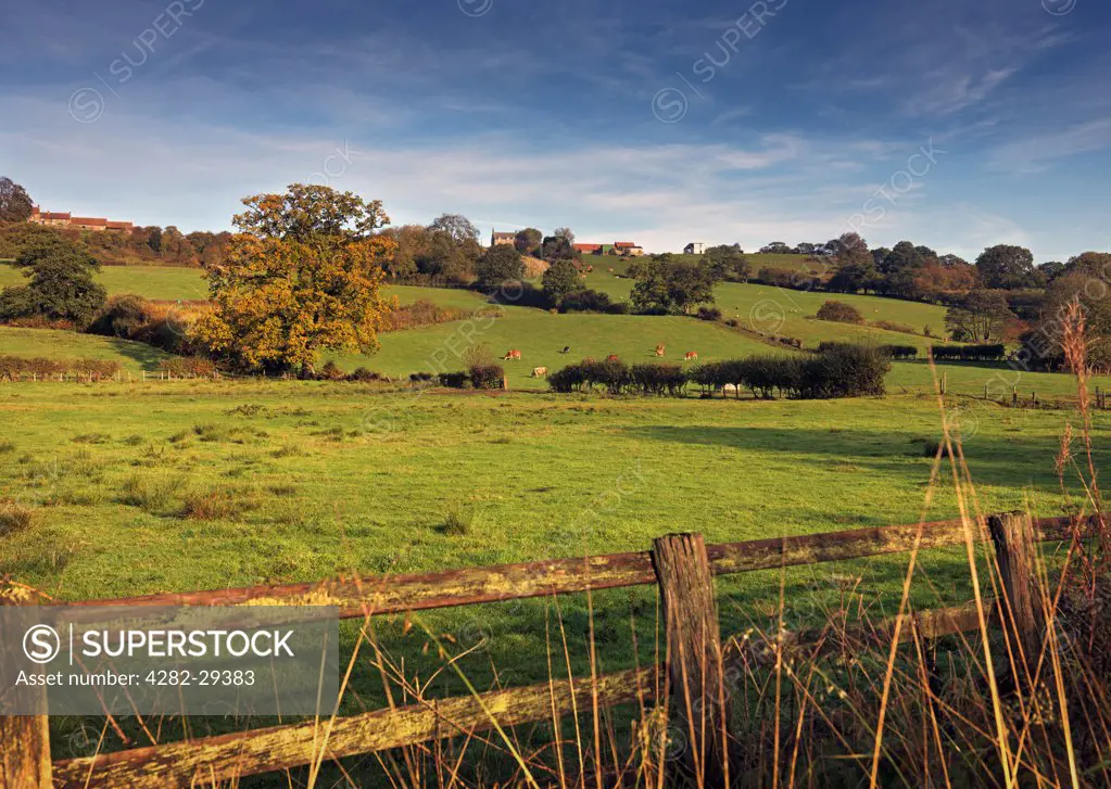 England, North Yorkshire, Esk Valley. Cattle grazing on hillside in the Esk Valley in early autumn.