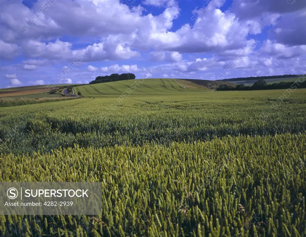 England, Wiltshire, Steeple Ashton. Blue skies over a wheat field in Wiltshire.