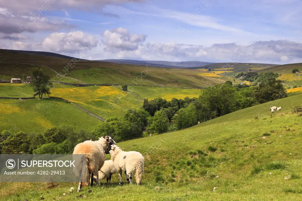 England, North Yorkshire, Keld. Sheep on the hillside of Swaledale in the Yorkshire Dales.