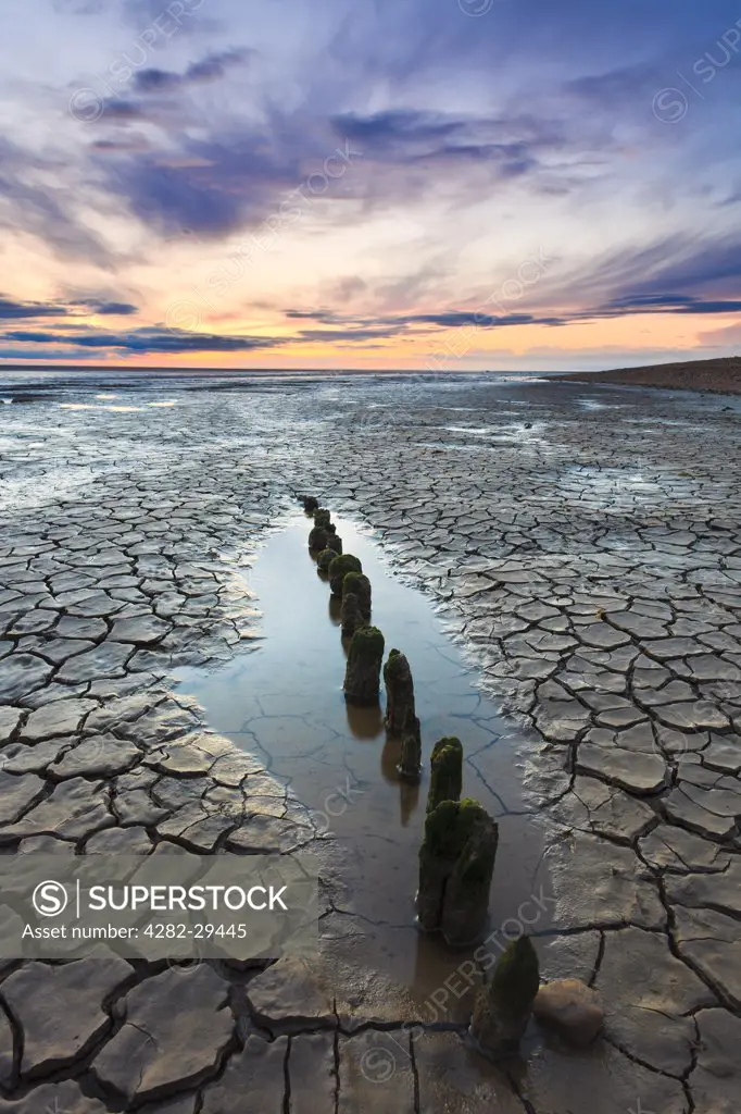 England, Norfolk, Snettisham. Short wooden stumps exposed by the low tide of The Wash, an estuary on the East coast of England where Norfolk meets Lincolnshire.