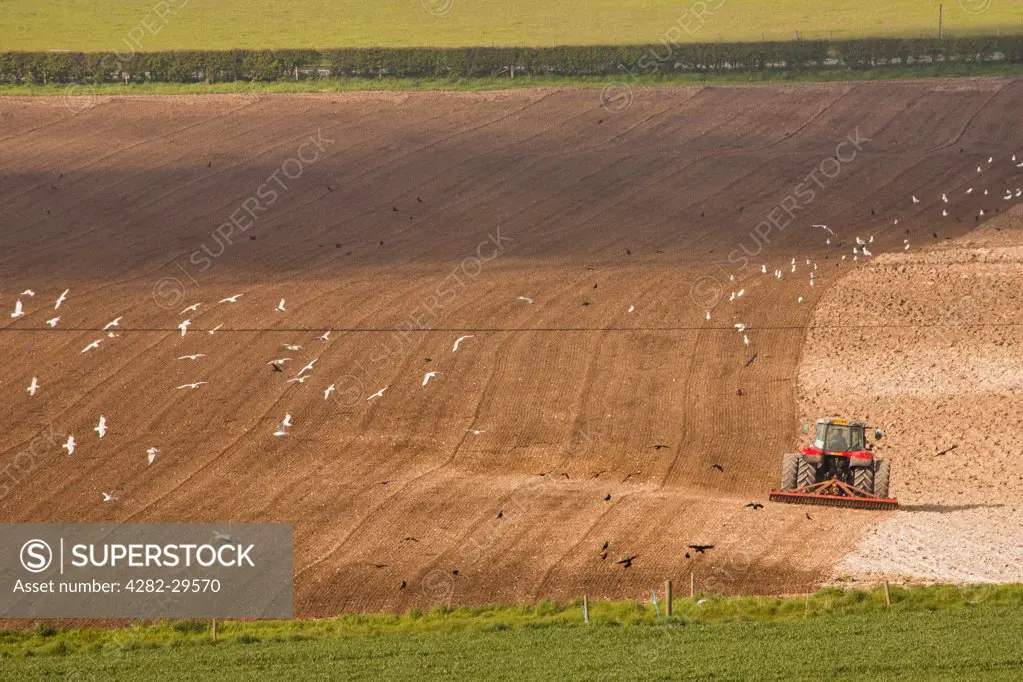 England, Dorset, Near Dorchester. A tractor ploughing a field.