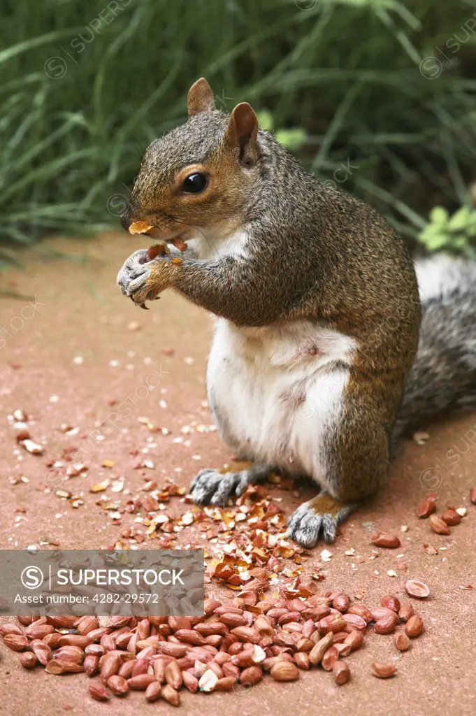 England, Dorset, Bournemouth. Grey Squirrel feeding on nuts.