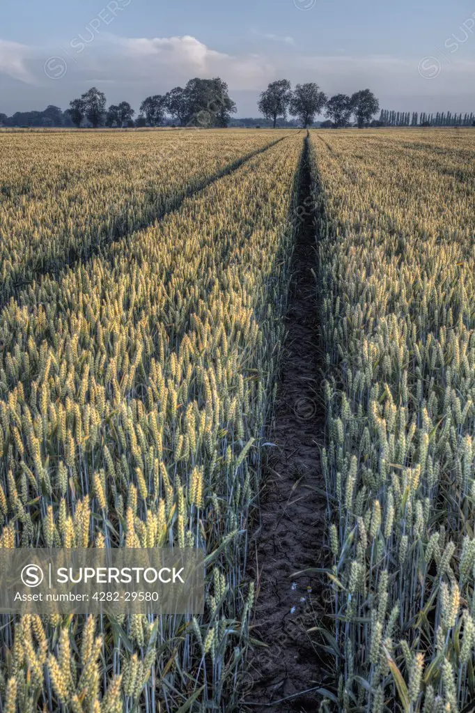England, Cambridgeshire, Wisbech. Path through a field of ripening wheat just before harvest.