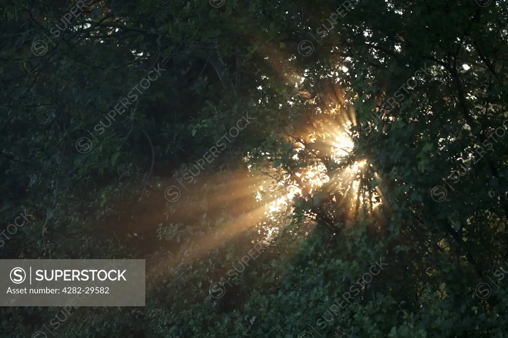 England, Nottinghamshire, Nottingham. Sunlight bursting through the leaves of a tree.