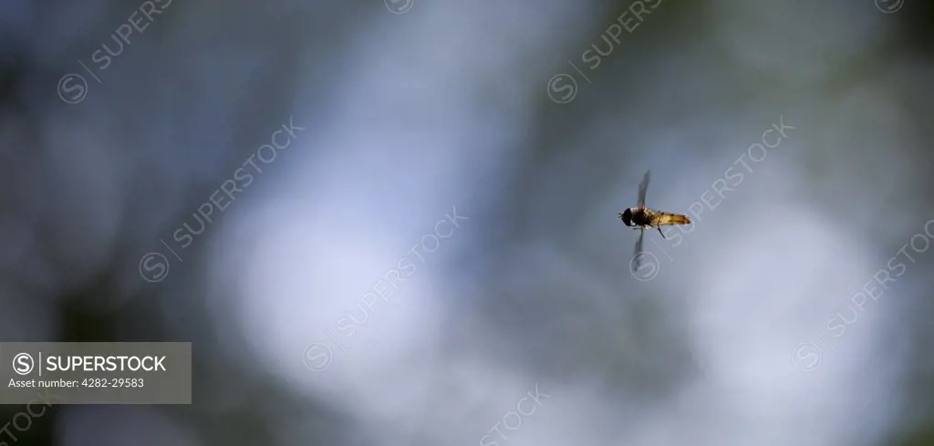 England, Nottinghamshire, Nottingham. A hoverfly (Syrphidae family) in flight.