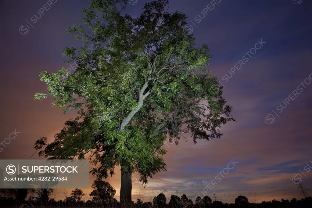 England, Leicestershire, Loughborough. A lone tree illuminated against the night sky.