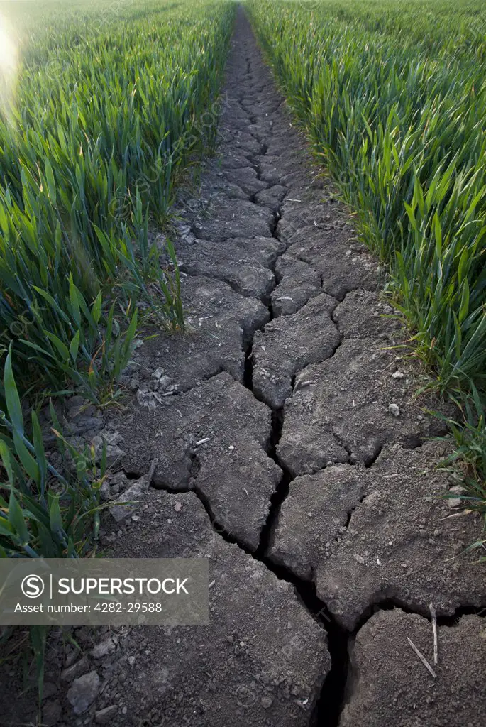 England, Cambridgeshire, Wisbech. Cracked earth along a tractor track in a field of wheat.