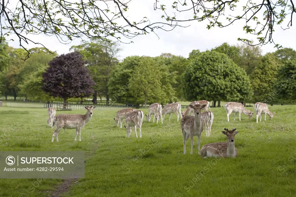 England, Nottinghamshire, Nottingham. A herd of fallow deer (Dama dama).