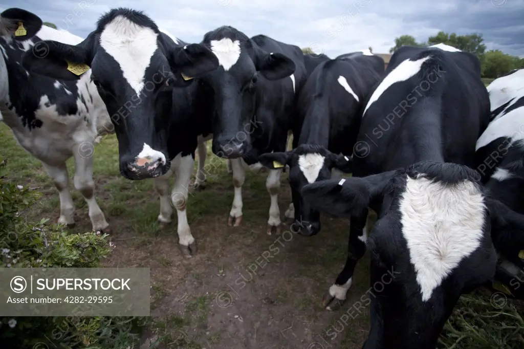 England, Nottinghamshire, Nottingham. A herd of Holstein cattle (Bos primigenius).