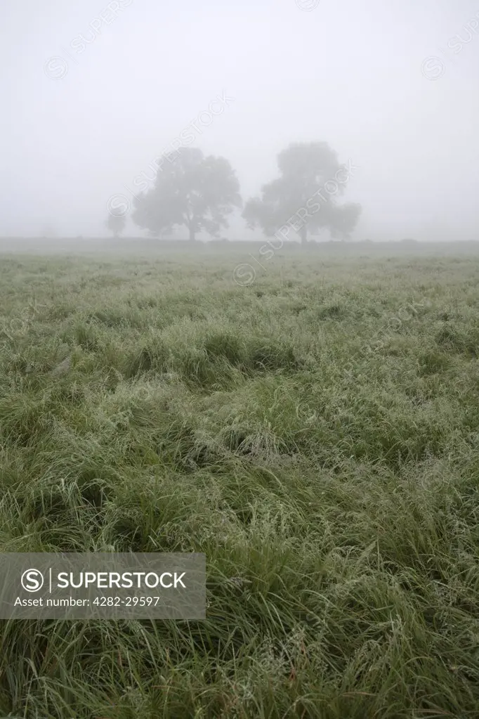 England, Leicestershire, Loughborough. Fog over a grassy field.