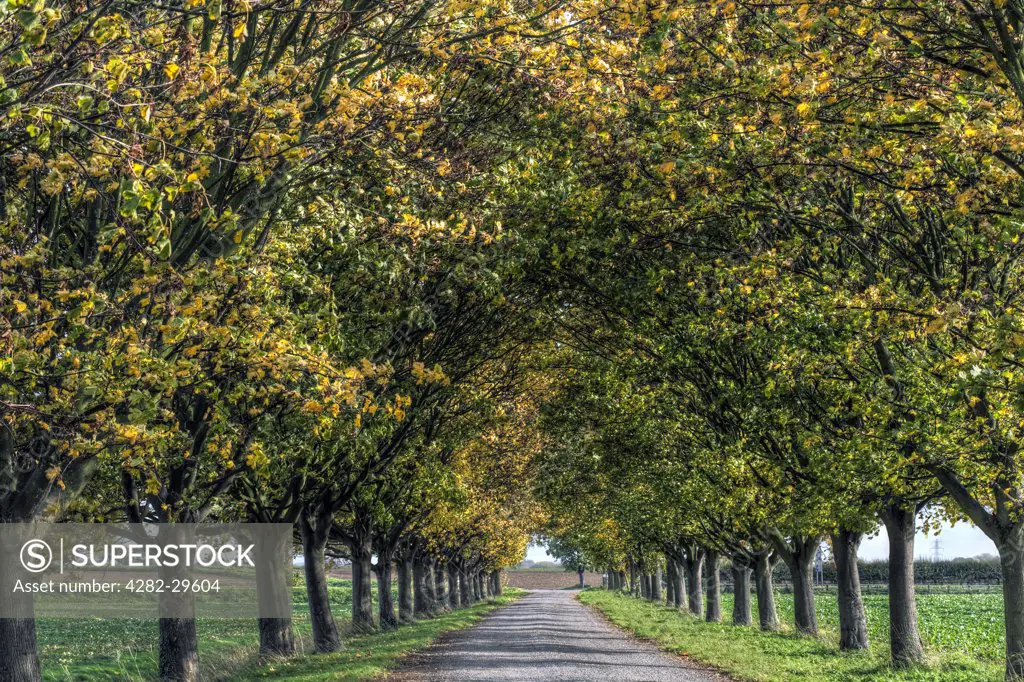 England, Cambridgeshire, Cambridge. Autumnal leaves on trees lining a single track road.