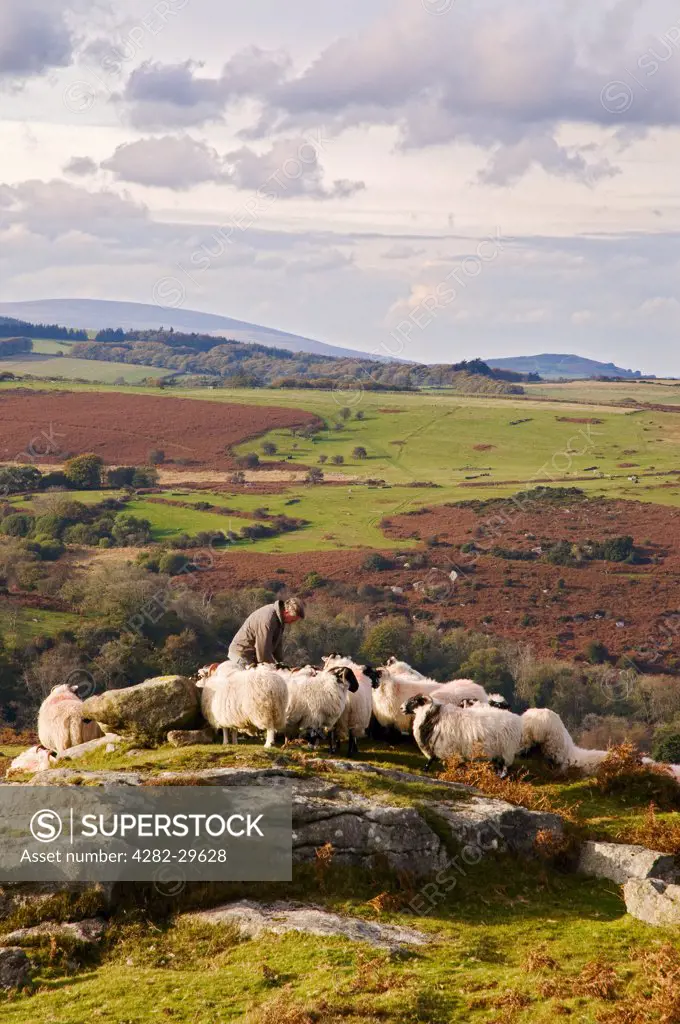 England, Devon, near Saddle Tor. A farmer feeding his sheep near Saddle Tor in Dartmoor National Park.
