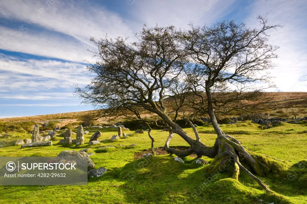England, Devon, Rippon Tor. Rocks and Hawthorn Tree near Cold East Cross on Rippon Tor in Dartmoor National Park.