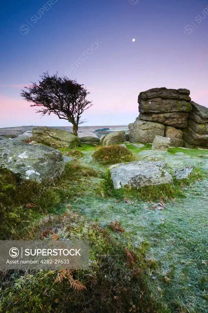 England, Devon, Saddle Tor. Moon over rock formations and a Hawthorn tree on Saddle Tor in Dartmoor National Park.
