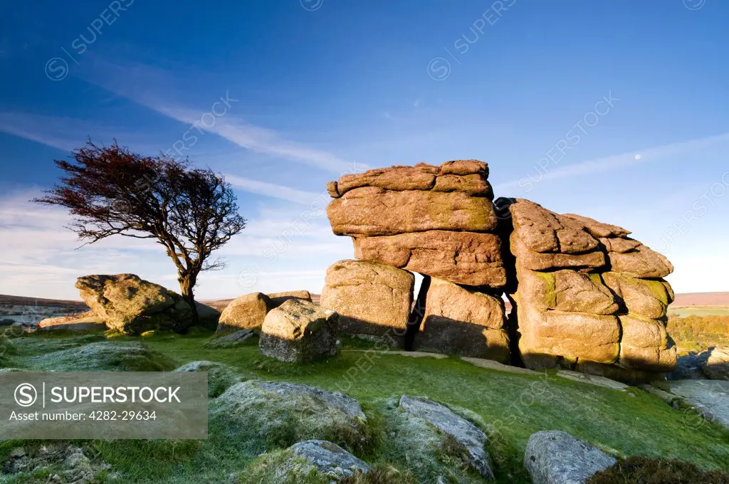 England, Devon, Saddle Tor. Rocks and Hawthorn Tree on Saddle Tor in Dartmoor National Park.