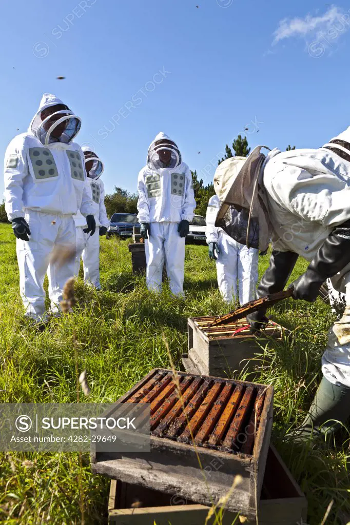 England, Kent, Folkestone. A Beekeeper demonstrating the art of apiculture to a group of people all wearing protective clothing.