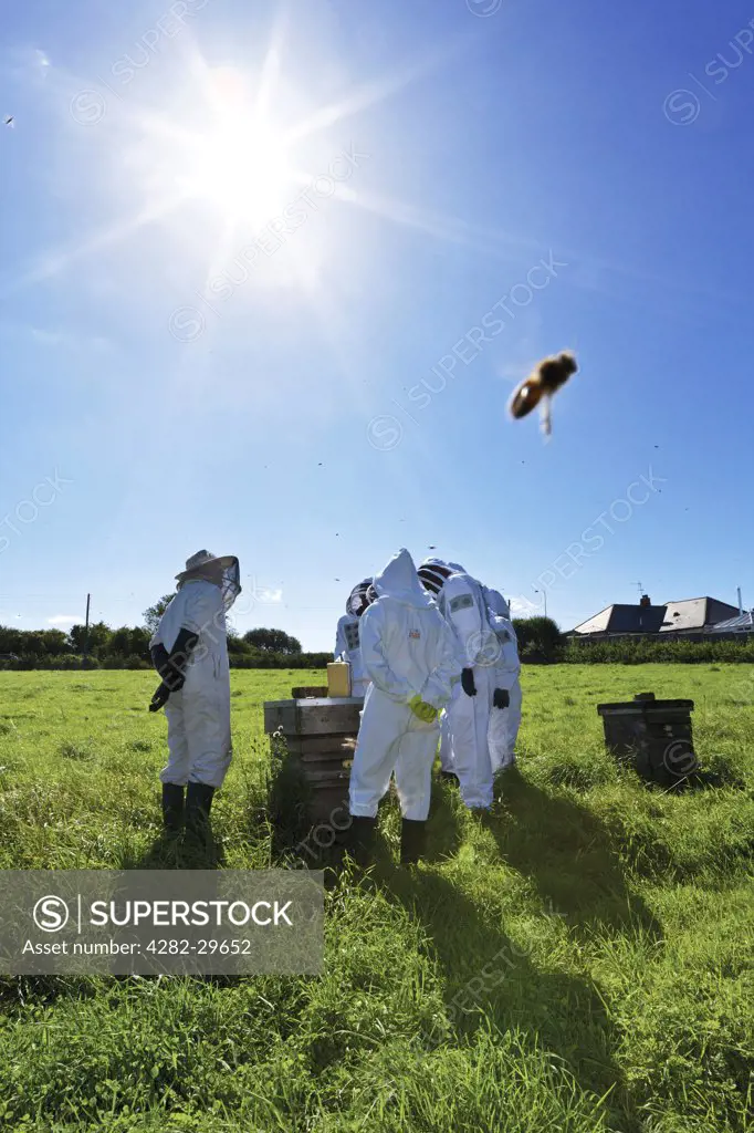 England, Kent, Folkestone. A Beekeeper demonstrating the art of apiculture to a group of people all wearing protective clothing.