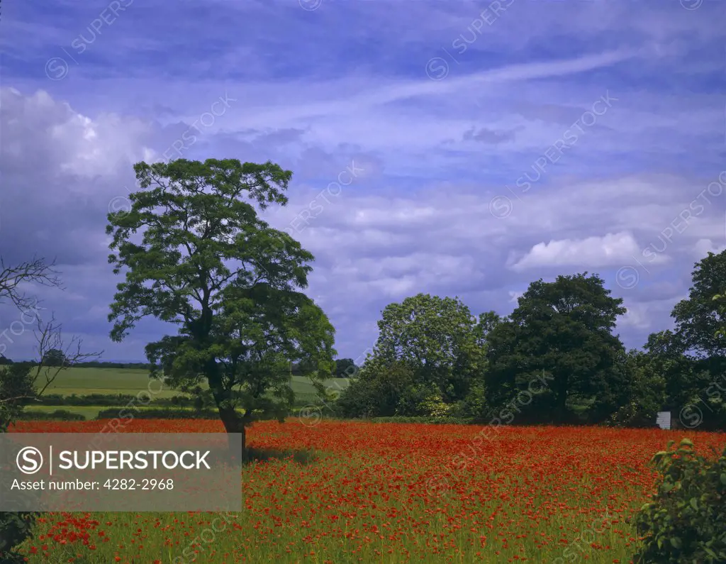 England, North Yorkshire, Boston Spa. A poppy field in full bloom in North Yorkshire.