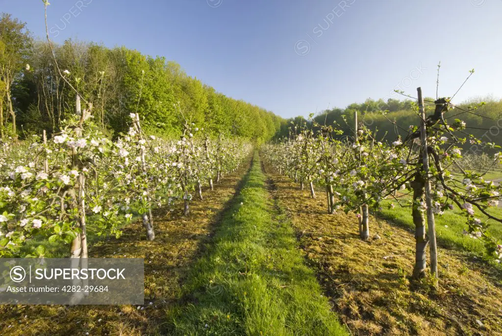 England, Kent, Canterbury. Blossom on fruit trees in an orchard at sunrise.