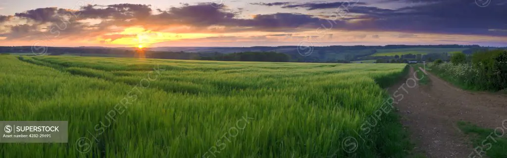 England, Kent, Petham. Panoramic view of a sunset over a field of Barley near Petham.