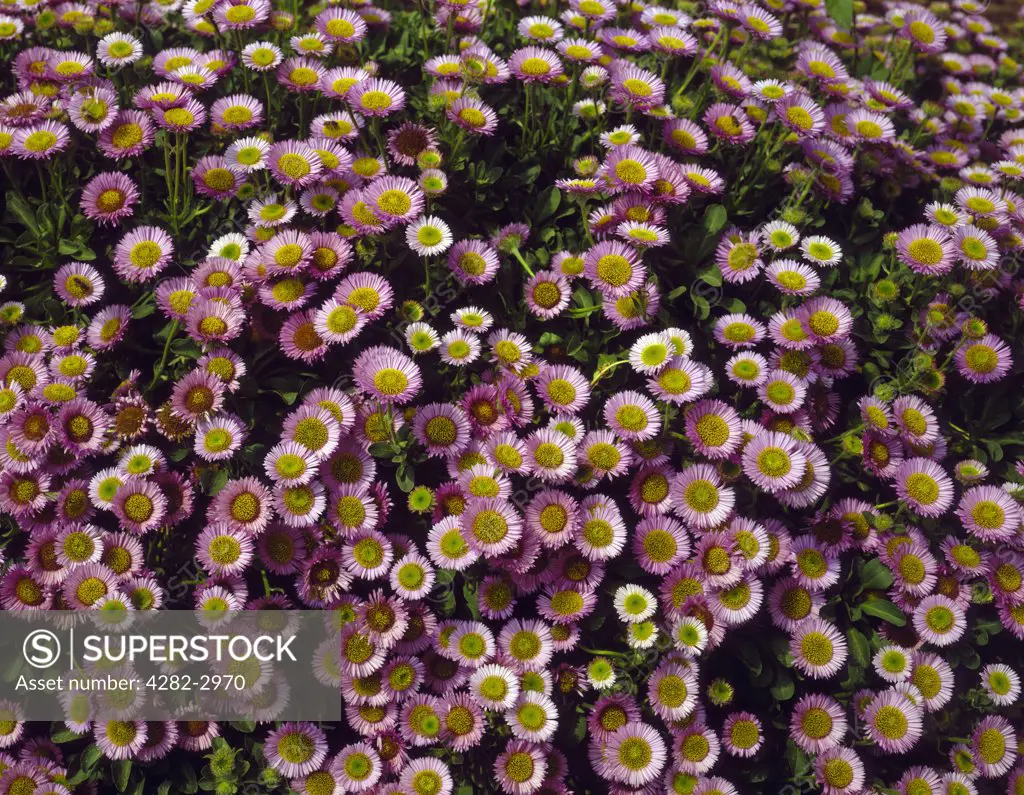 England, Surrey, Ripley. A close up of a flower pattern.